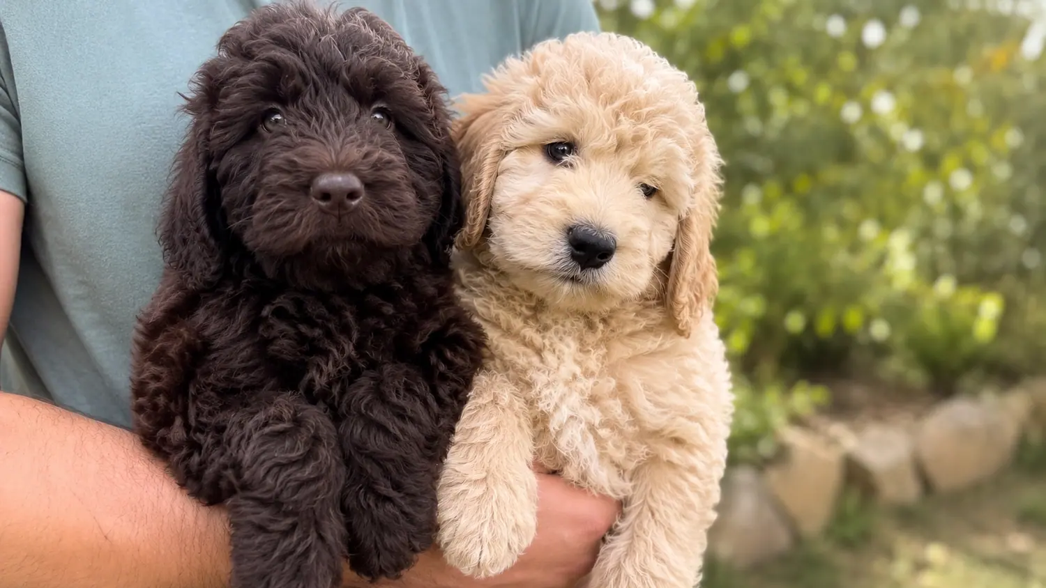 Deux chiots Australian Cobberdog, l'un chocolat et l'autre crème, dans les bras d'une personne