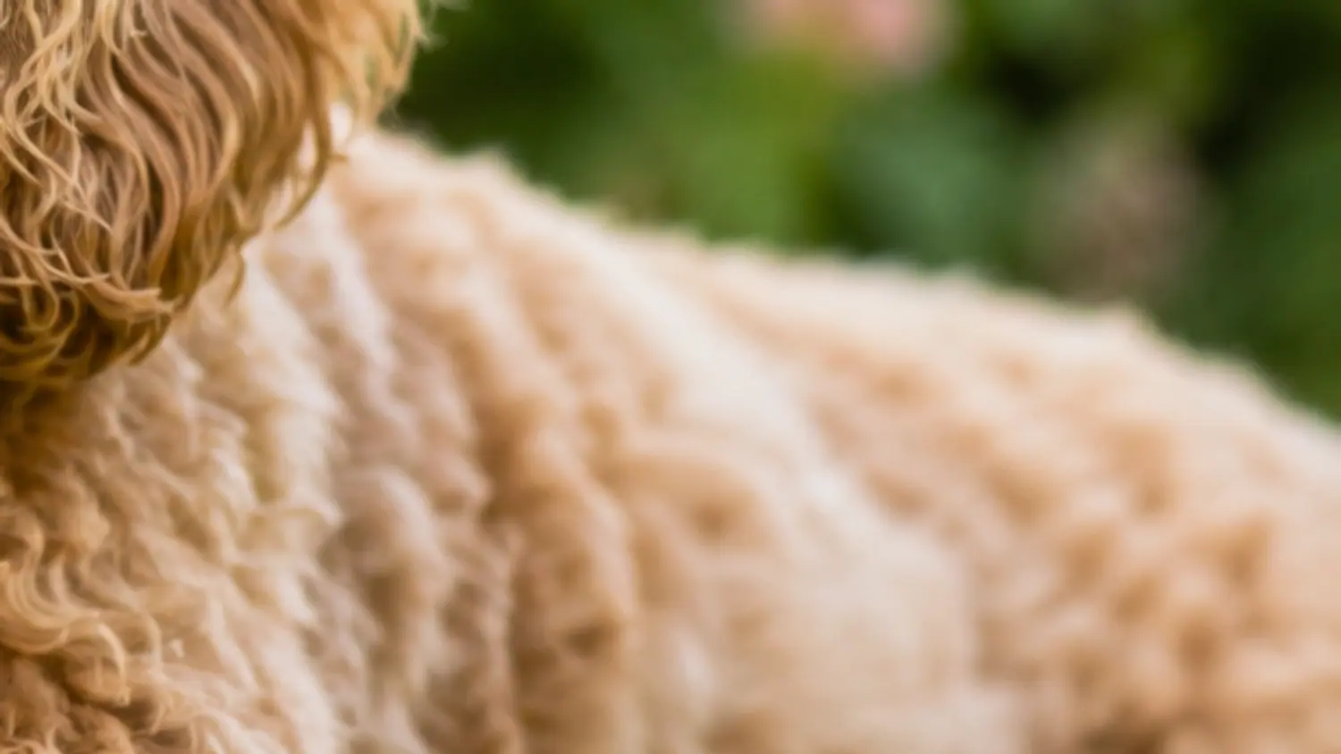 Gros plan sur le poil ondulé et bouclé d'un Australian Cobberdog abricot